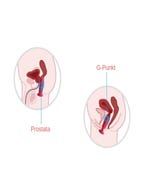 svakom primo anal vibrator grafik amorana